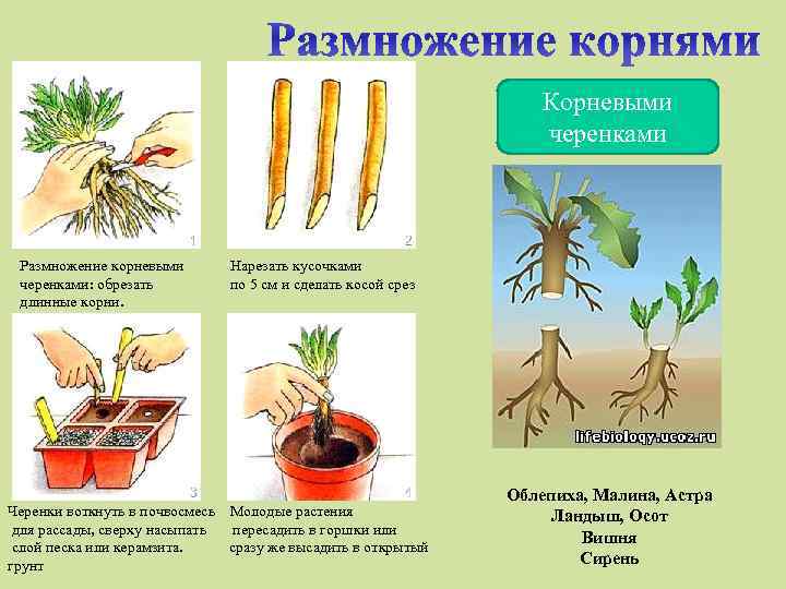 Древовидный пион: размножение черенками, семенами, делением куста, отводками, фото, видео