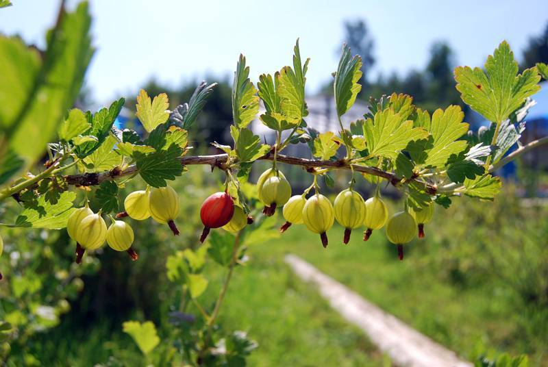 Крыжовник золотистый фото