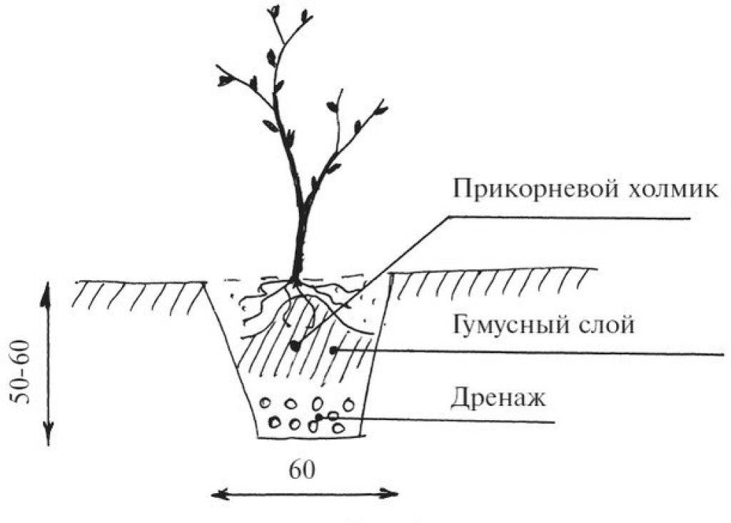 Смородина схема посадки кустов