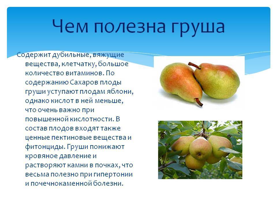 К какой группе относится яблоко. Чем полезна груша. Полезные вещества в груше. Чем полезна груша для организма. Полезные витамины в грушах.