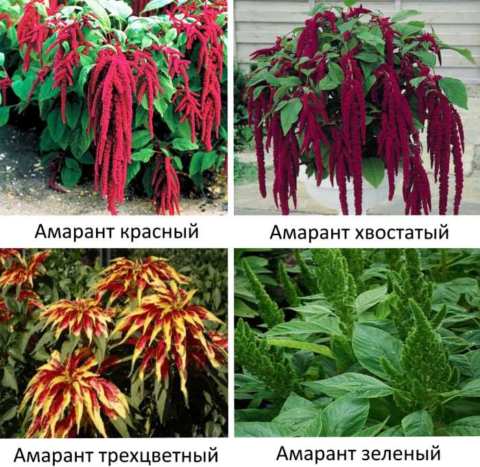 Цветок Амарант – специфика выращивания из семян, посадка и уход