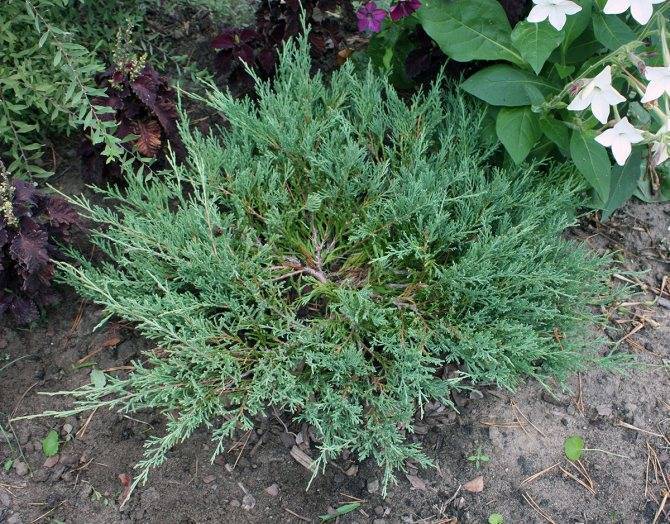 Можжевельник можжевельник горизонтальный андорра компакт juniperus hor. 'andorra compact' c3,5 30-40 а купить по цене 1 496 руб.