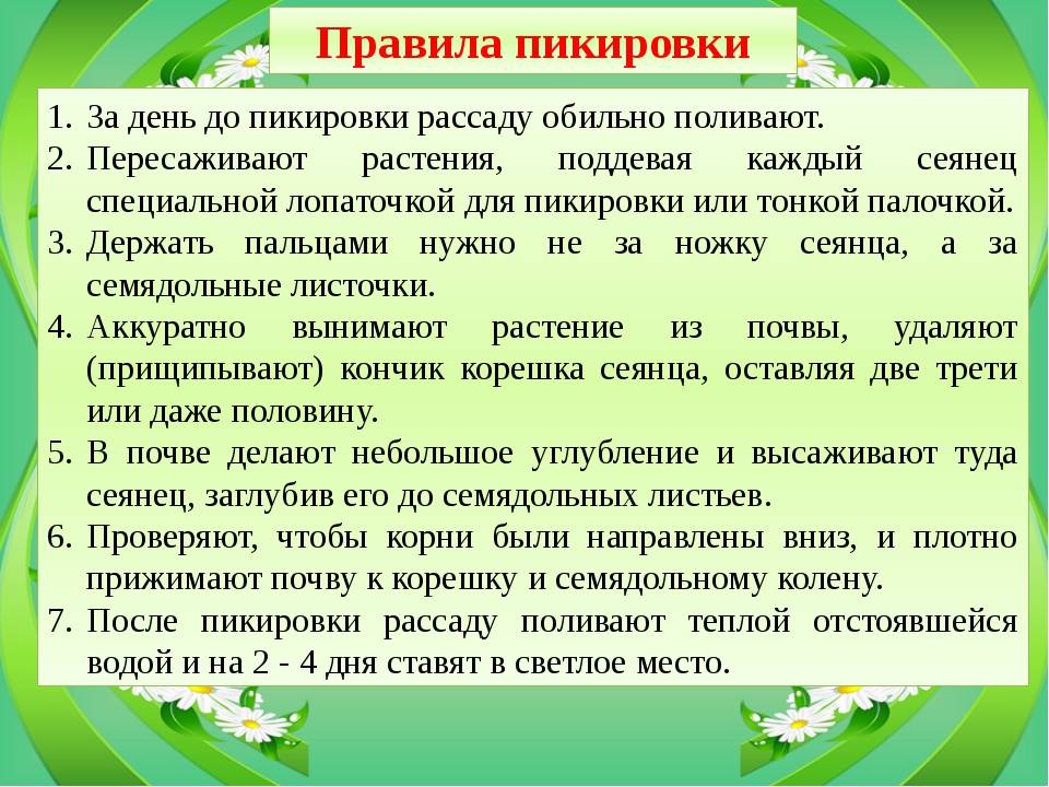 Пикировка томатов: когда и как правильно пикировать рассаду помидоров | цветок в доме