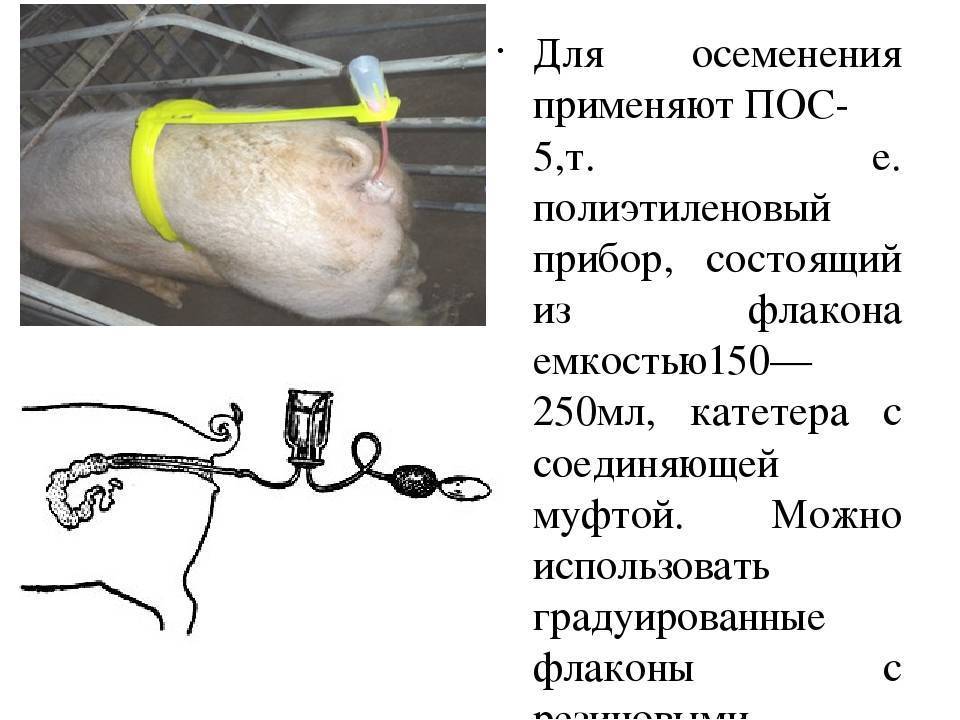 Разведение крс | искусственное осеменение коров