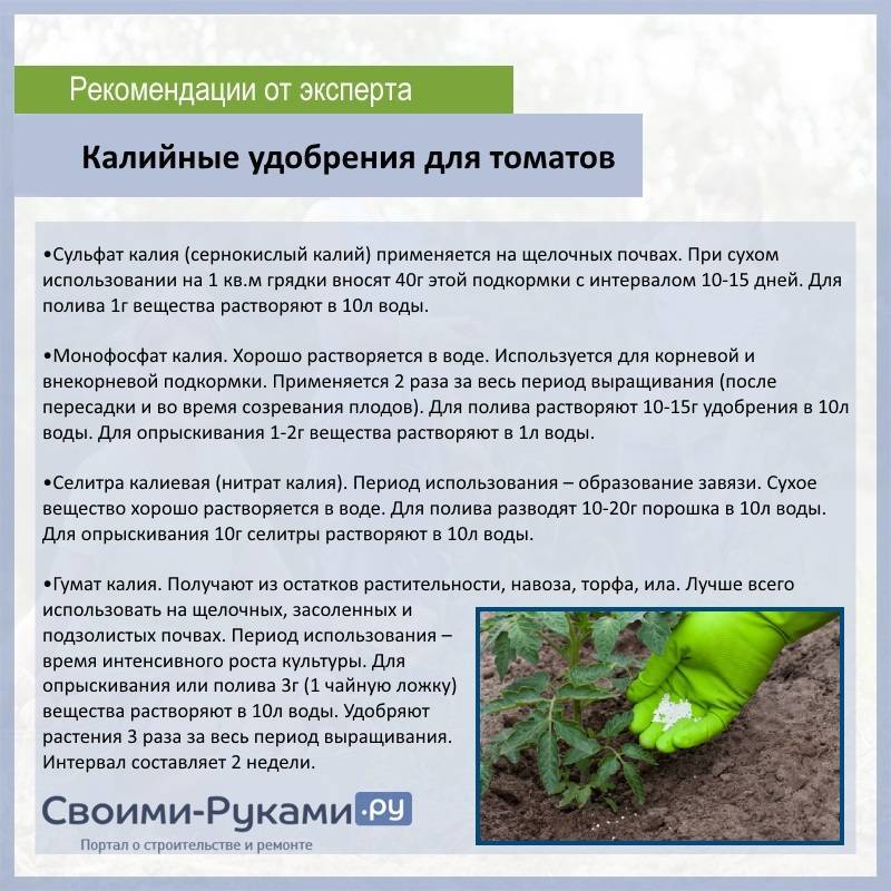 Подкормка рассады томатов и перца народными средствами: удобрения для хорошего урожая