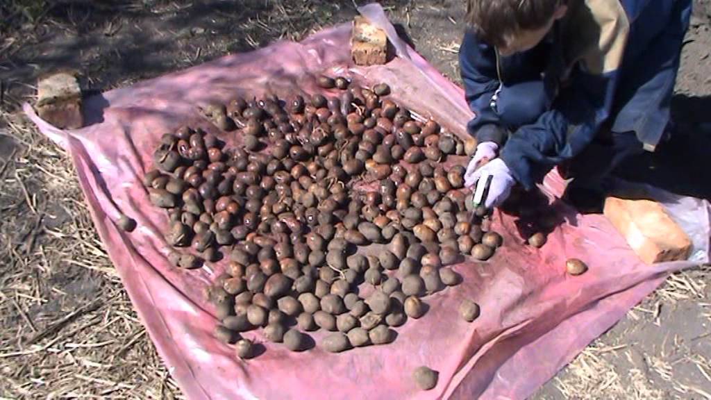 Престиж для обработки картофеля