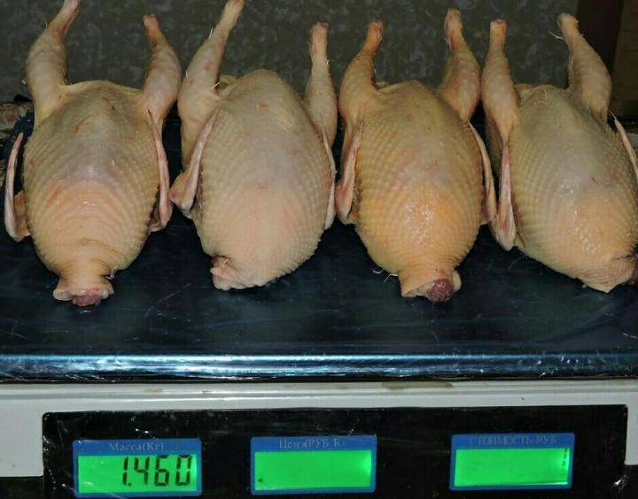 Описание белых техасских перепелов