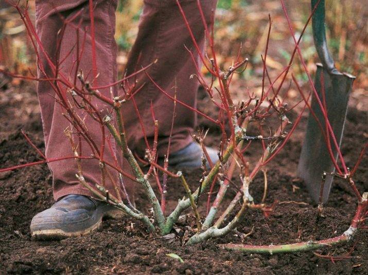 Посадка съедобной жимолости осенью в открытый грунт: сроки высадки саженцев, правила ухода и выращивания