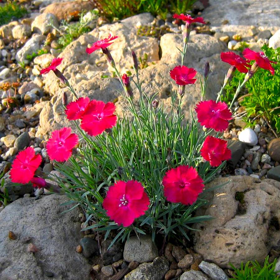 Гвоздика цветок садовый многолетний разновидности фото и названия