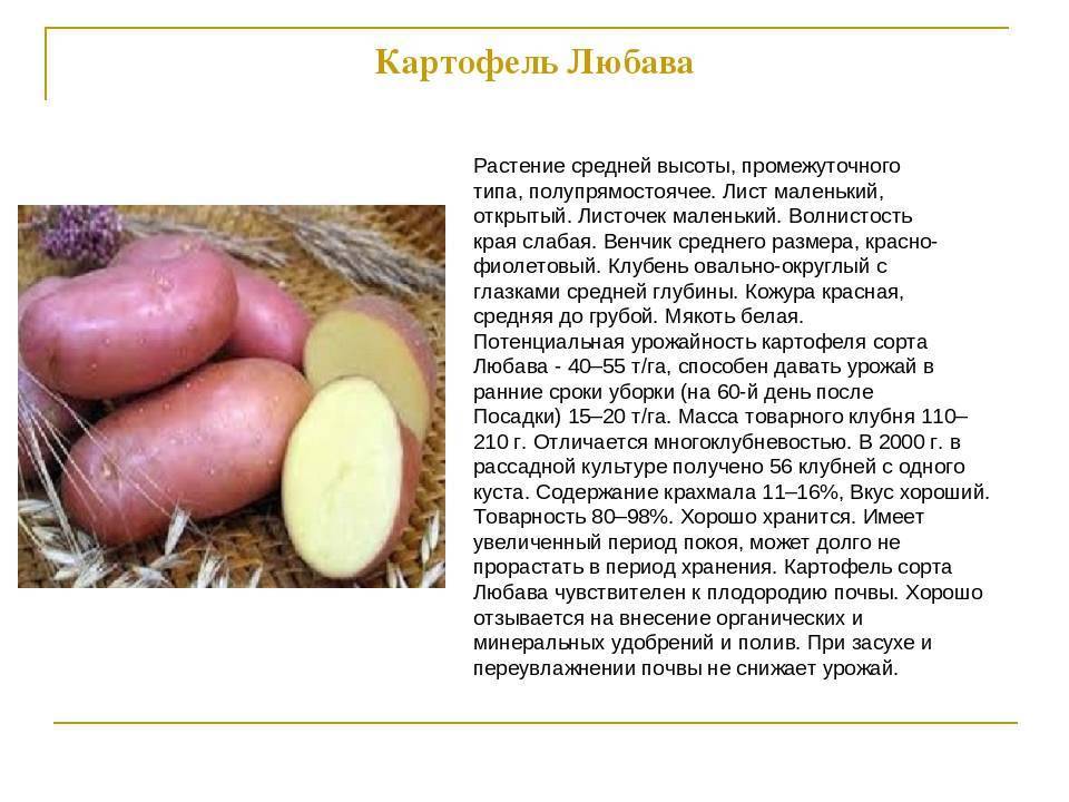 Описание сорта картофеля Любава — как поднять урожайность