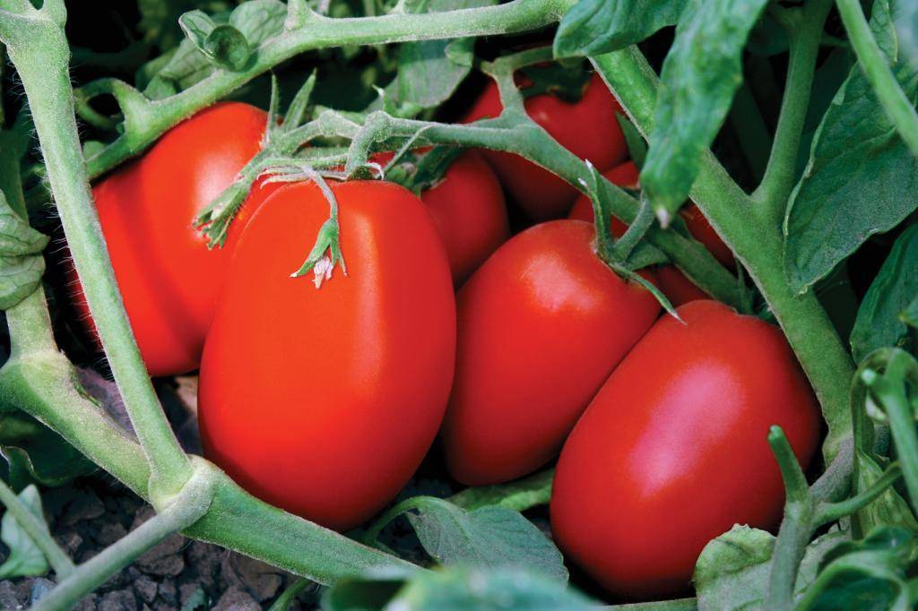 Сорта томатов для ленинградской области для теплиц: обзор и характеристика