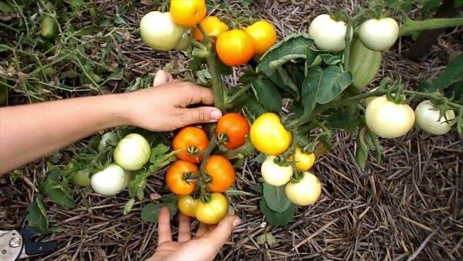Описание сорта томата янтарный 530, урожайность и характеристика – дачные дела