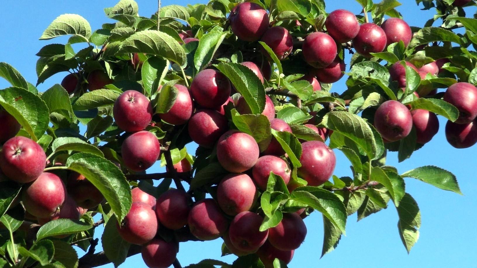Описание сорта яблони спартан — особенности, правила посадки и ухода, сбор урожая + фото