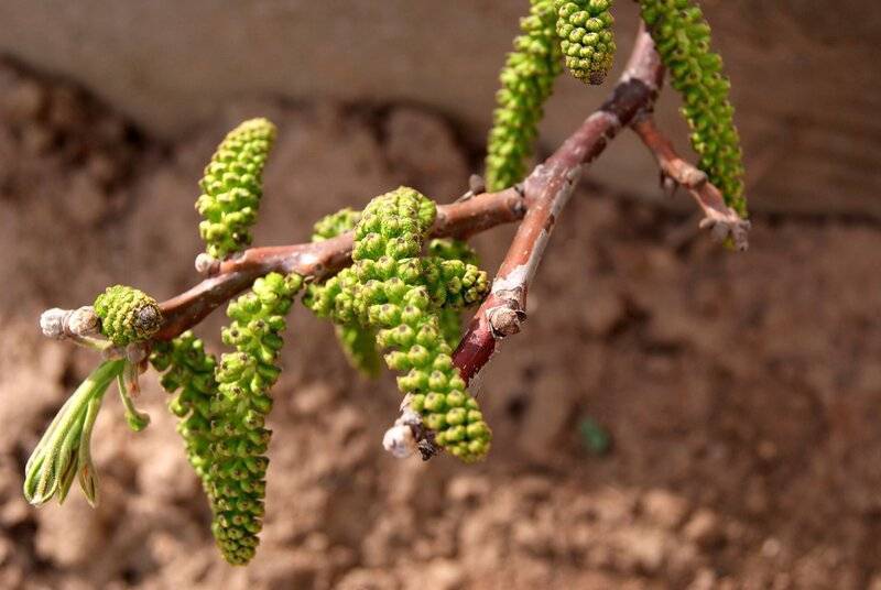 Выращивание грецкого ореха: характеристика и особенности дерева, посадка, уход