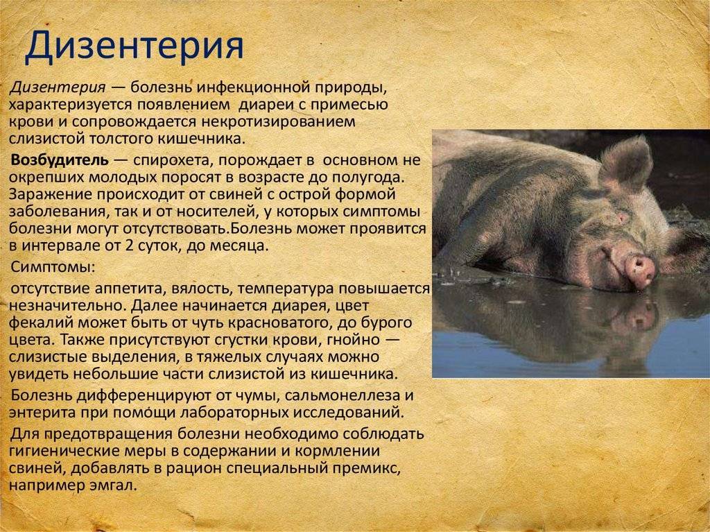 Болезни свиней: симптомы и лечение, фото