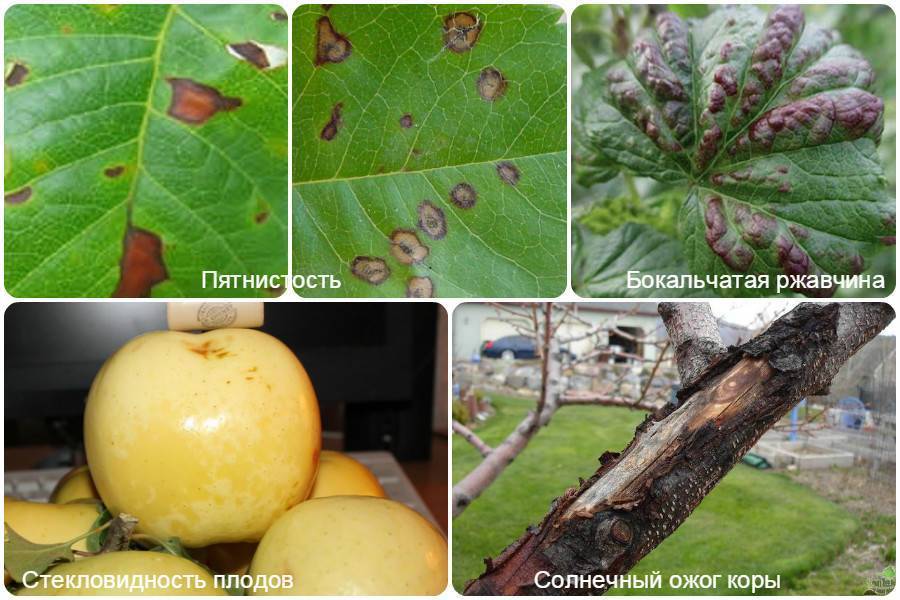 Виды болезней плодовых деревьев с фото и описанием