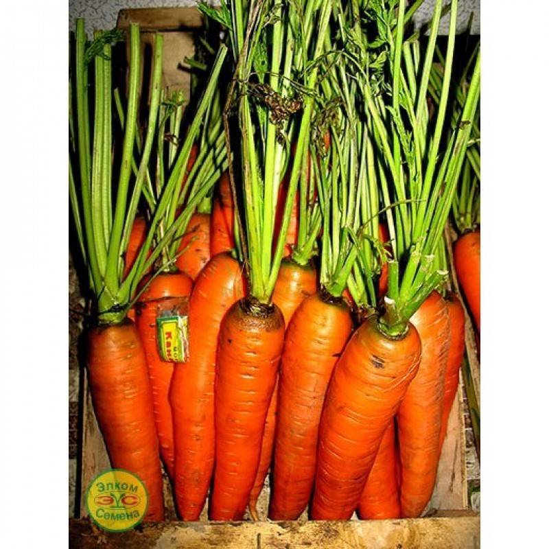 Морковь канада: характеристика и описание сорта, урожайность