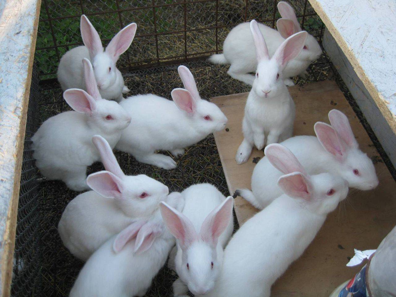 Белый паннон – описание кролика, особенности содержания и разведения