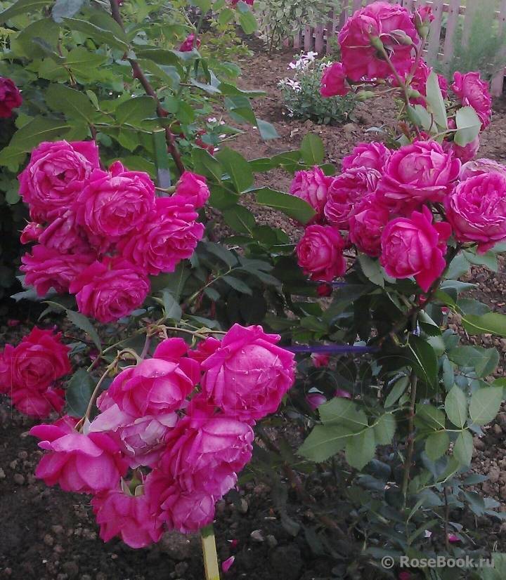 ✅ роза канадская александр маккензи - cvetochki-yaroslavl.ru