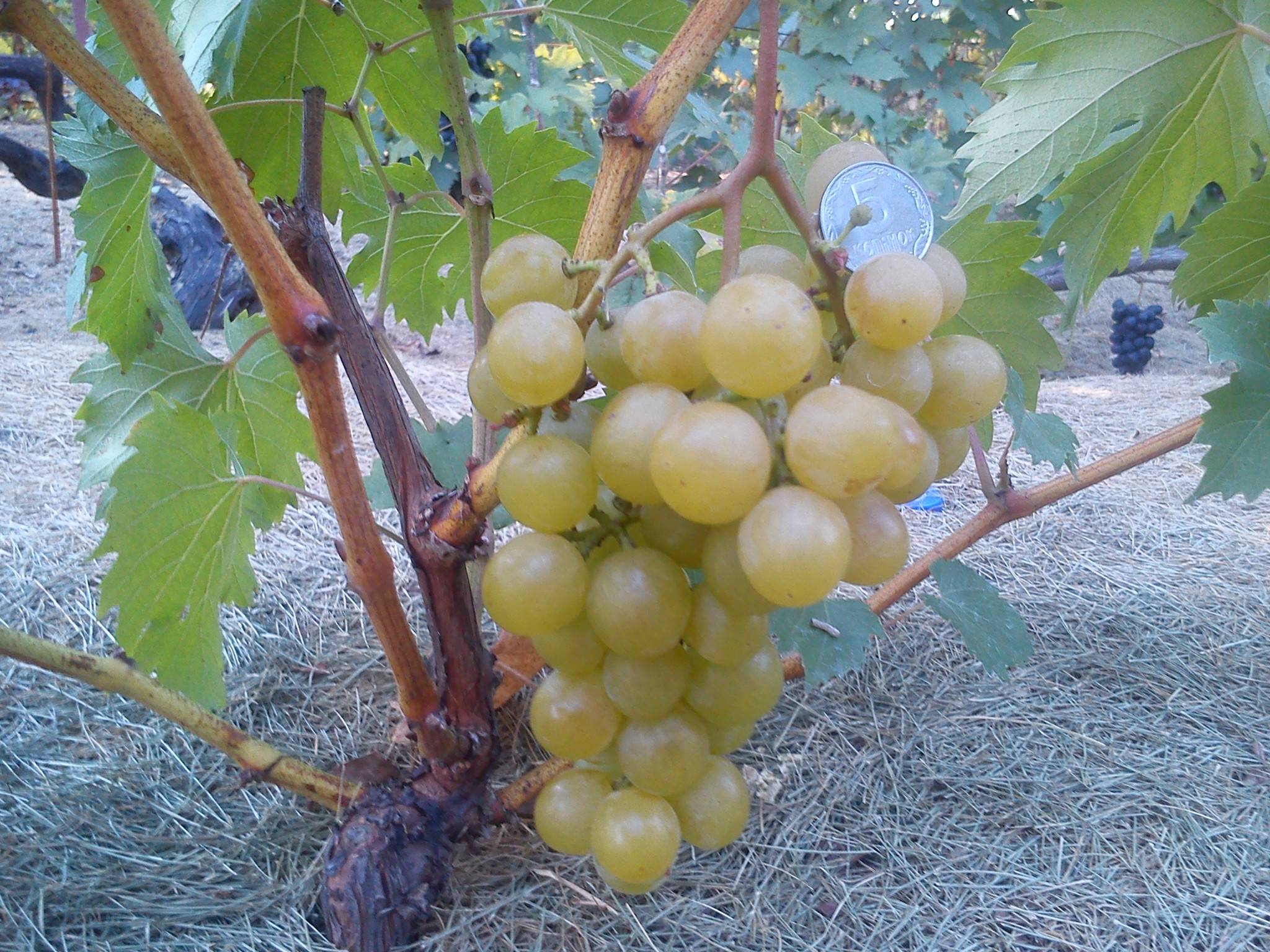 Сорт винограда дружба фото и описание, кишмиш осенний крупноплодный отзывы