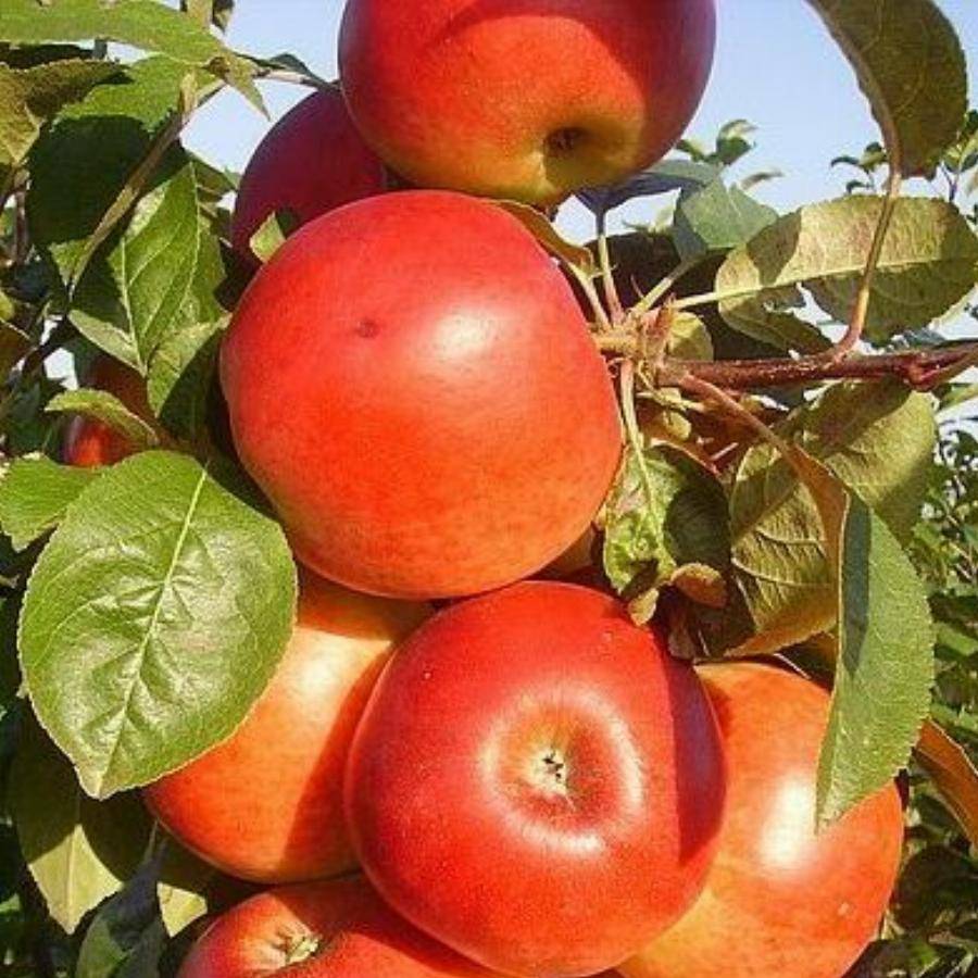 Сорта яблонь: 32 лучших сорта 2023 с описанием и фото | огородникам инфо