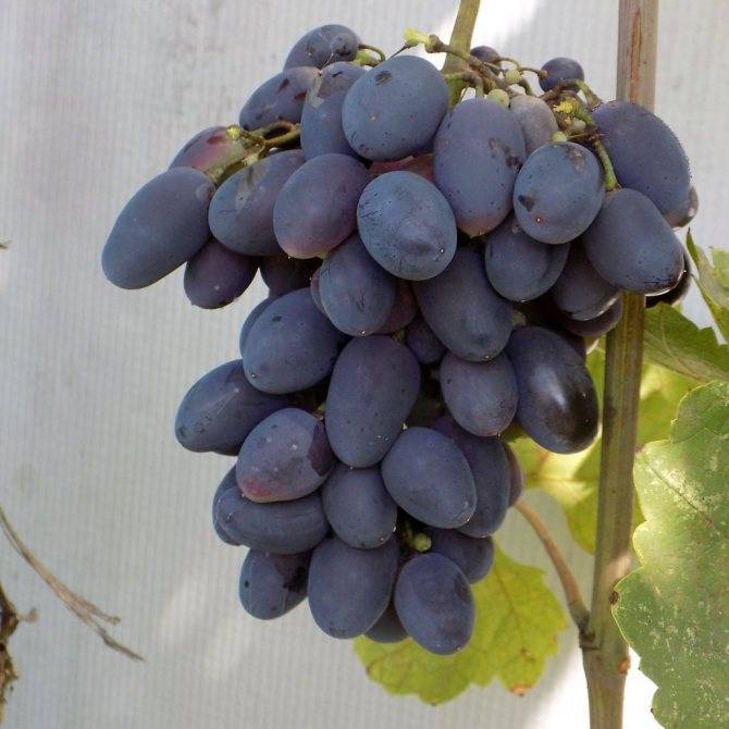 Виноград кодрянка: описание сорта и сроки созревания