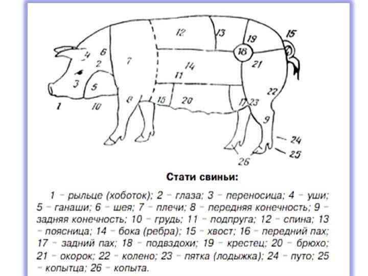 Стати молочной коровы рисунок