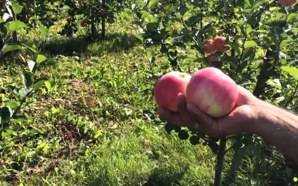 ✅ яблоня малиновка — описание сорта, фото, отзывы - cvetochki-penza.ru