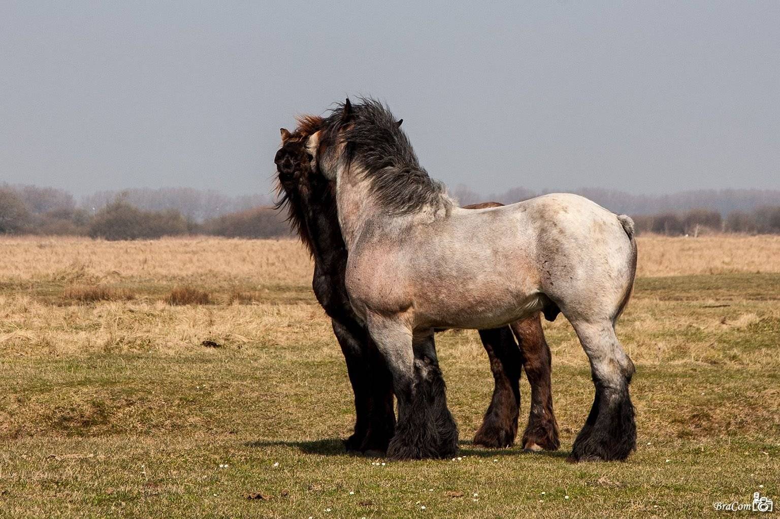 Бельгийская порода лошадей брабансон