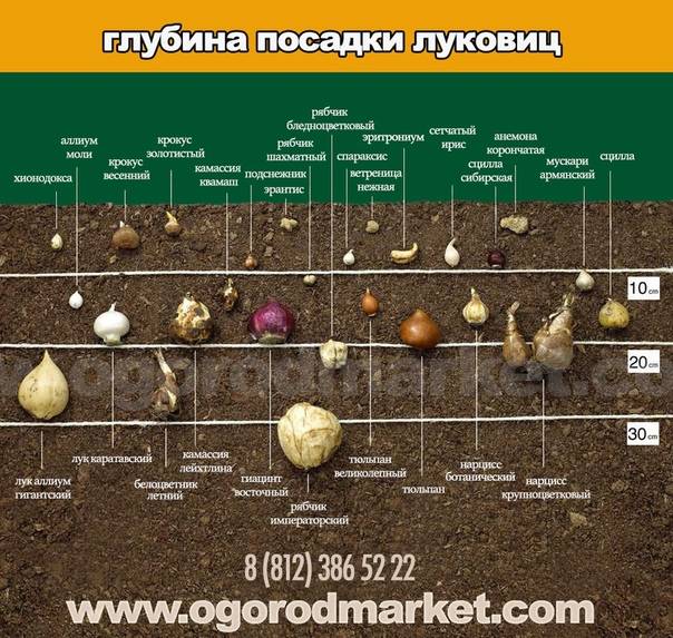 Как и когда сажать луковицы тюльпанов осенью в открытый грунт: сроки, правила, схемы