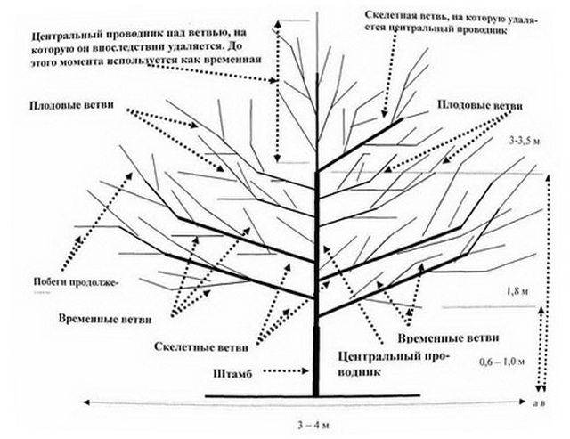 Как правильно обрезать яблоню весной схема для новичков