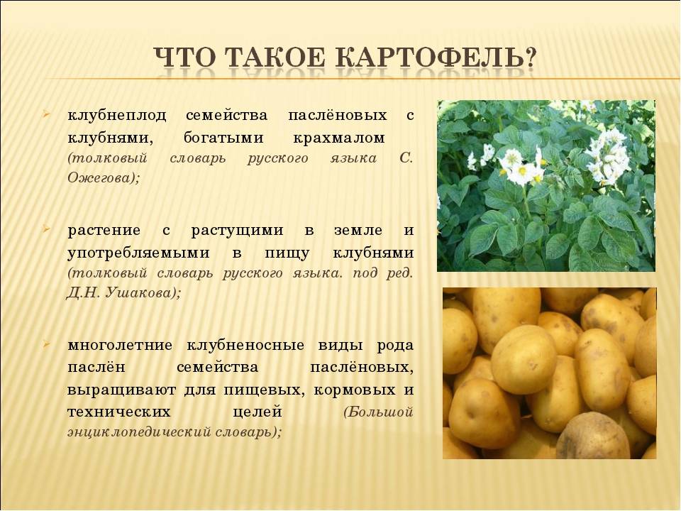 Почему картофель не дает урожай: 5 основных ошибок