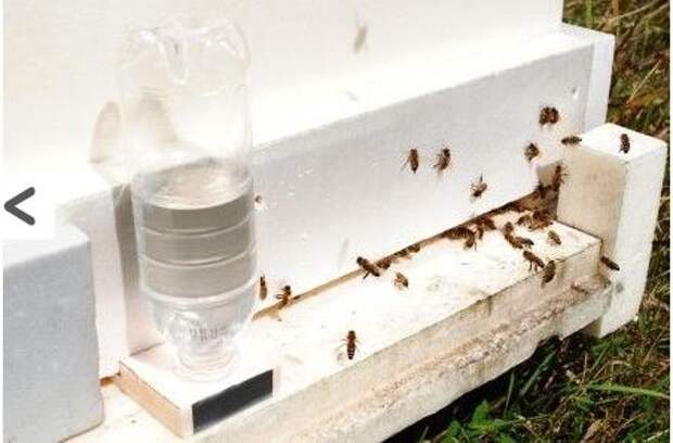 Как сделать простую поилку пчелам с помощью пластиковой бутылки: это надо знать