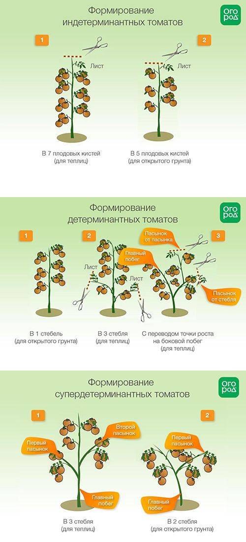 Как формировать перец в теплице схема