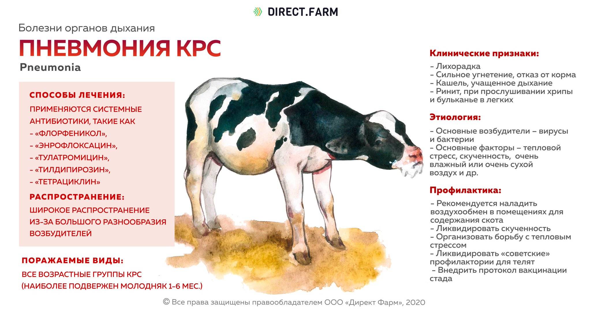 Какие бывают болезни у коров и быков