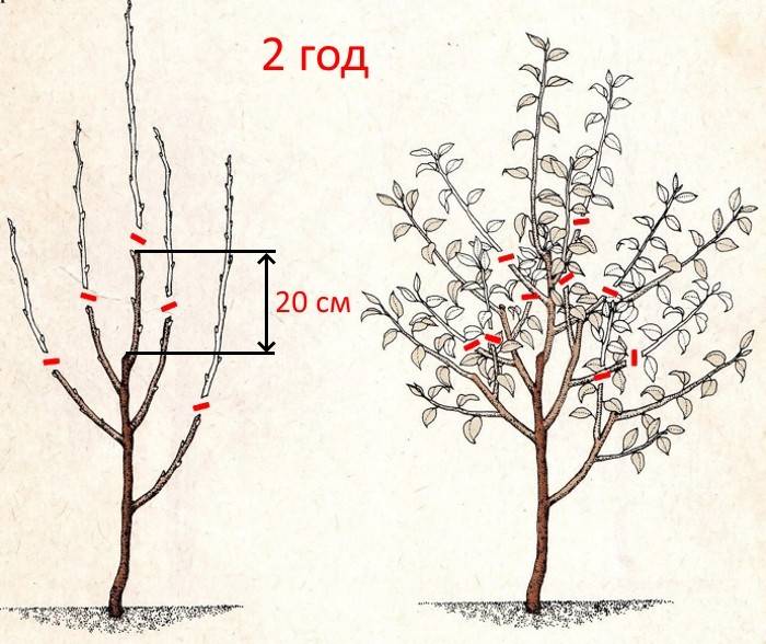 Обрезка колоновидной яблони: как правильно формировать крону весной и осенью