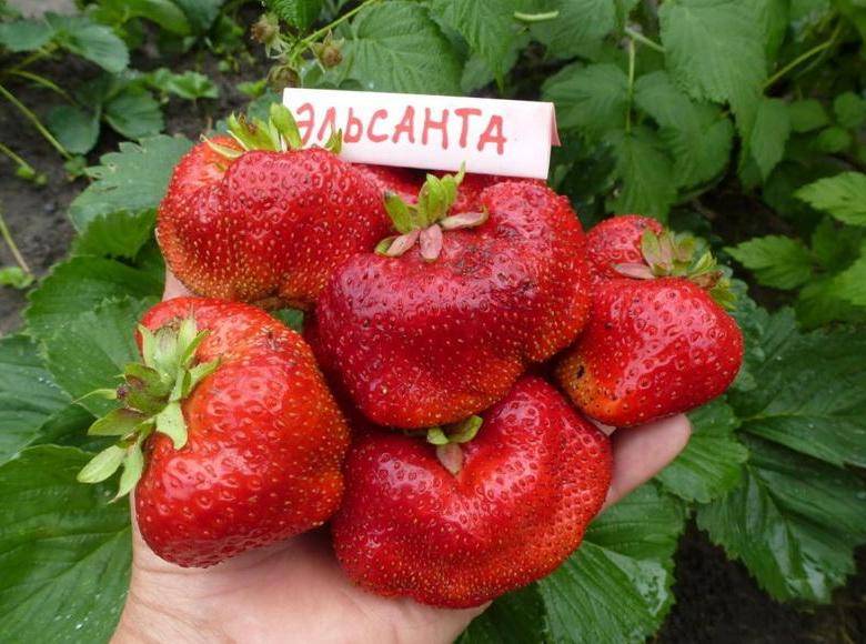 Урожайные сорта клубники для средней полосы россии с фото и описанием