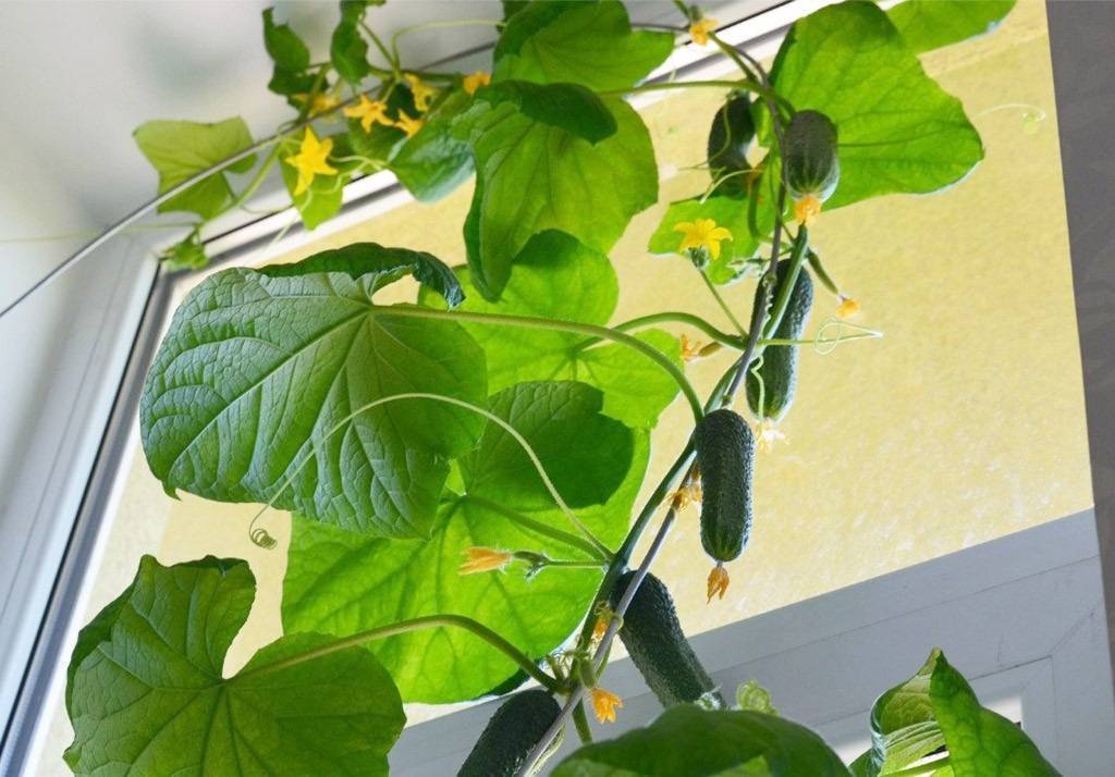 Выращивание огурцов на балконе: особенности, лучшие сорта, условия посадки