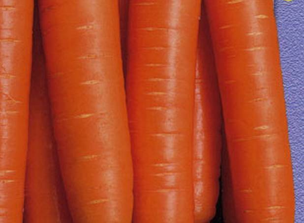 Морковь алтайская лакомка: характеристика сорта и описание выращивания
