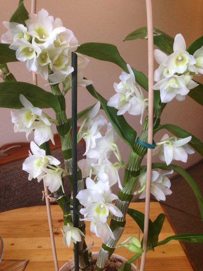 Уход за орхидеей дендробиум после цветения в домашних условиях: если она отцвела, что делать дальше?