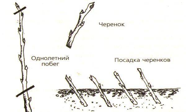 ᐉ как вырастить боярышник из семян в домашних условиях - godacha.ru