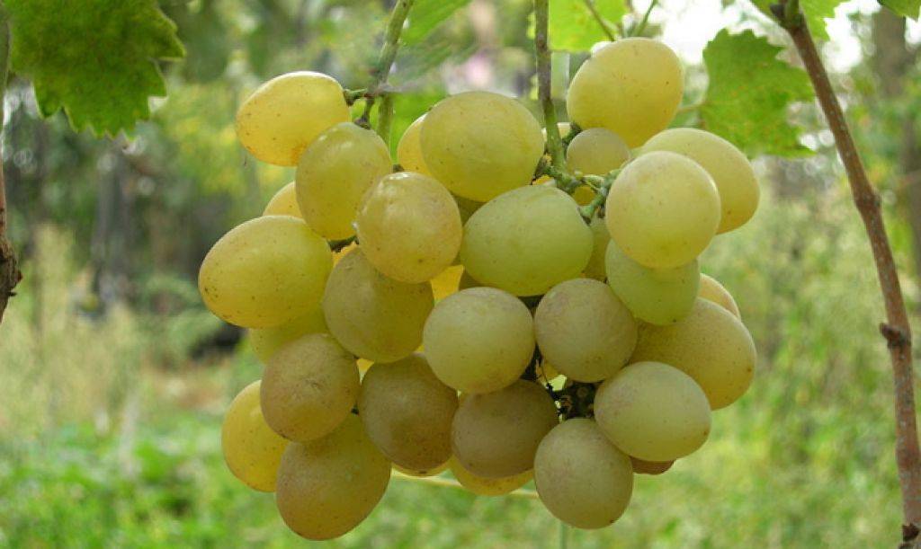 Подробное описание винограда «элегант сверхранний»