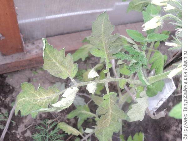 Что делать с рассадой томатов, у которой фиолетовые листья и почему они фиолетовые