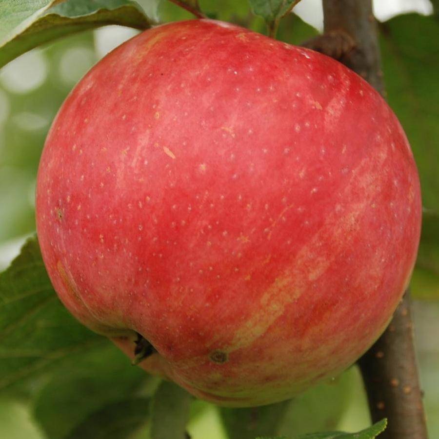 Яблоня услада: описание и характеристики сорта, выращивание и уход, фото