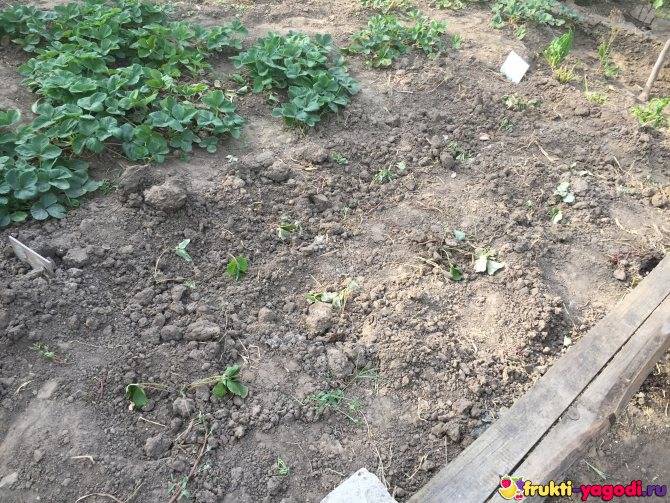 Как правильно посадить клубнику осенью в открытый грунт?