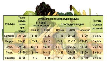 Оптимальная температура и условия для всхода и роста огурцов: сколько дней всходит рассада, какую температуру выдерживают огурцы на грядке