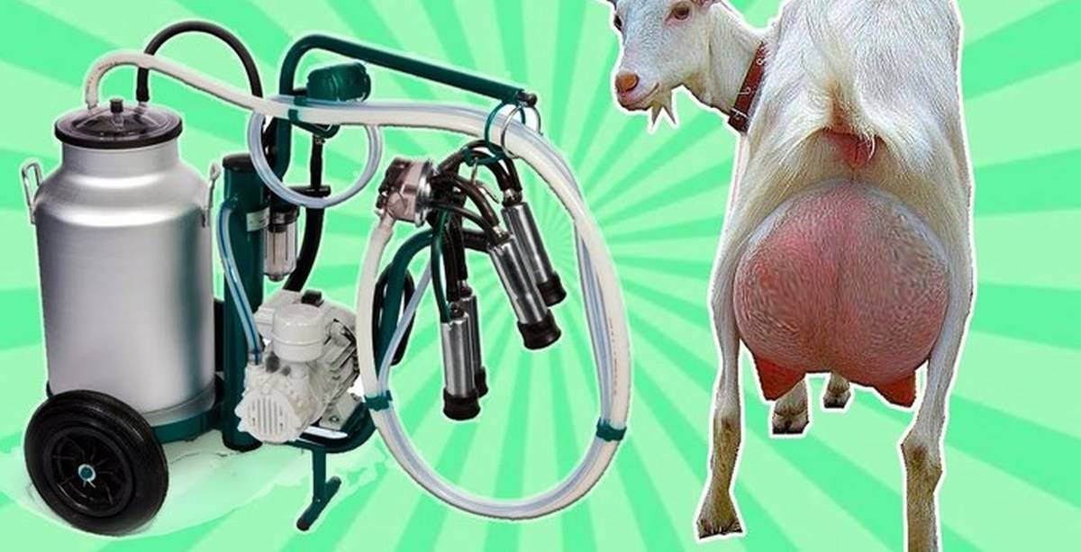 Приспособления для правильного доения коз