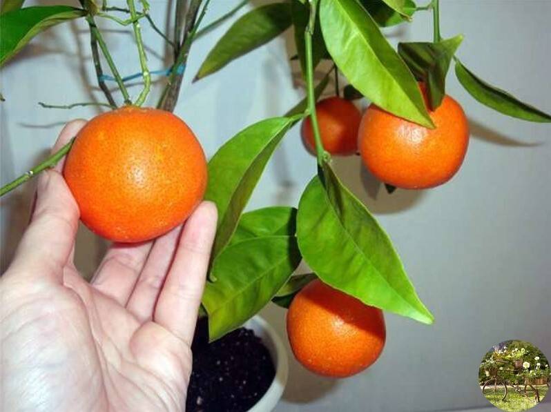 Апельсиновое дерево: где растет, как выглядит, как вырастить из косточки, правила ухода за растениями, формирование кроны, технология прививки