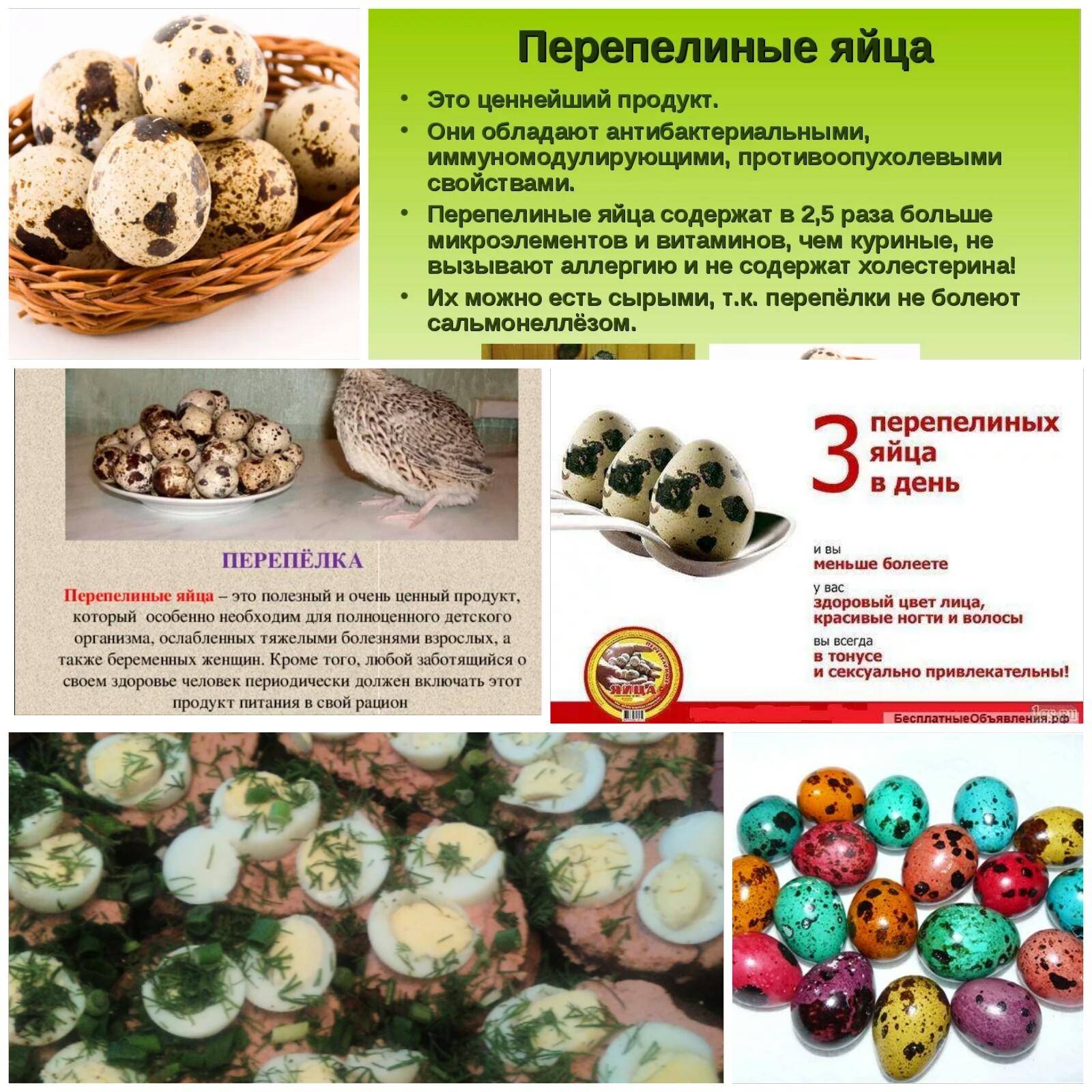 Перепелиные яйца: польза и вред, как принимать, в каком виде мужчинам, женщинам, детям | народная медицина | dlja-pohudenija.ru