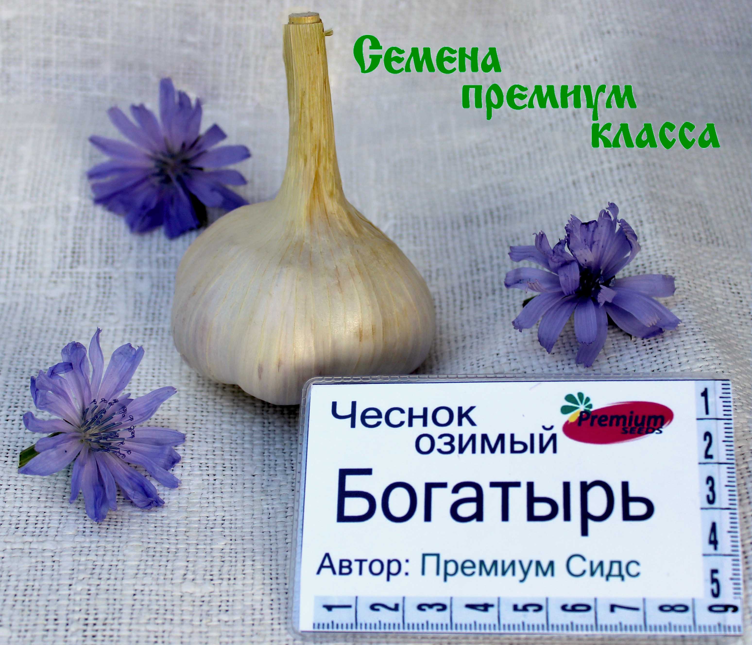 Описание чеснока гулливер и выращивание сорта на открытых грядках